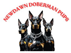 NEWDAWN DOBERMAN PUPS